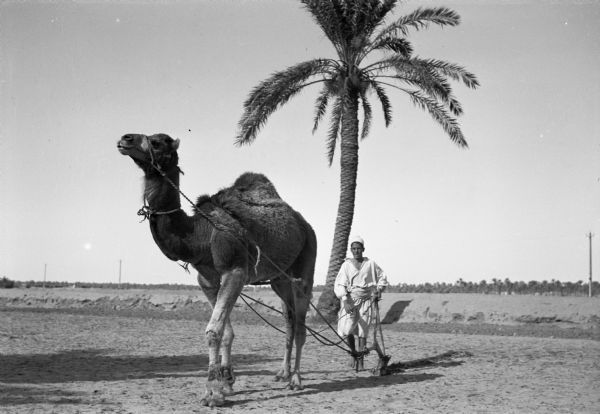 An Arab man plowing sand with a plow harnessed to a camel.