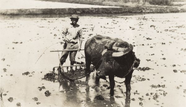 A Hawaiian farmer works in a field, ankle deep in water, with a water buffalo pulling a farming implement.