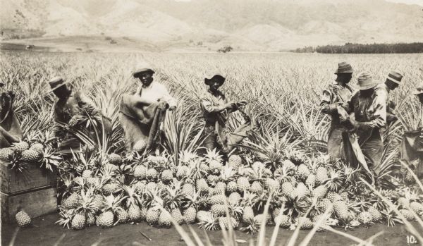 A group of workers harvest the fruit in a pineapple field. There is a large pile of pineapples in the foreground.