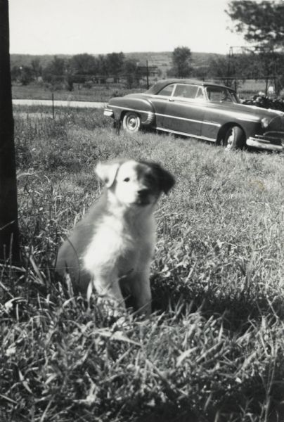 Bernard Arms's dog Tuffy plays outdoors, with Lewis Arms' 1949 Pontiac automobile parked in the grass in the background.