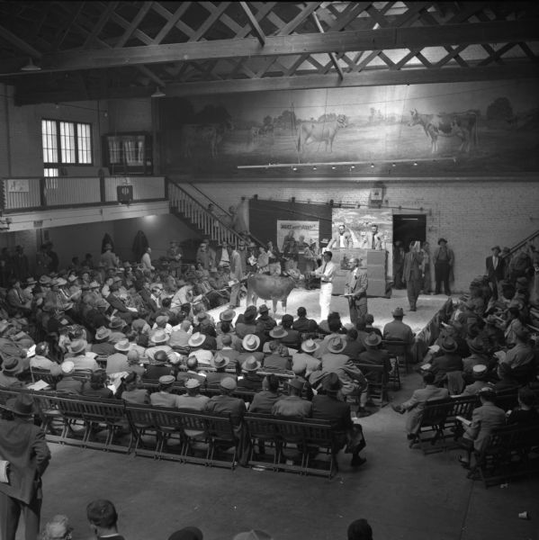Either an auction or a judged show featuring dairy cattle at the Waukesha Sales Pavilion. Spectators are arranged on three sides of the stage. Poster on the back wall reads "Milk's Mighty Good"! Above is a mural featuring cows and an International Harvester clock appears just below.