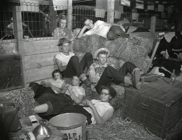 A group of teenagers lounge about on bales of hay in a barn at the Dane County Junior Fair and Horse Show. Cows are resting nearby on the right.