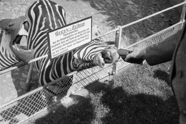 Zebras in the Berlin zoo stretching their necks for what they think may be a treat. It appears that the man is holding a camera. The photograph was taken by Alvin Steinkopf, an American journalist who worked in Berlin until Pearl Harbor.
