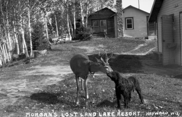 An antlered whitetail deer with a bell around it's neck, and a black American Water Spaniel, are sniffing nose-to-nose on the lawn outside of some cabins. One of the cabins has a stone chimney on the outside of the building.
