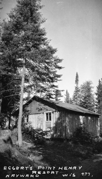 Log cabin near Spider Lake built with vertical logs. A tall pine tree grows nearby.