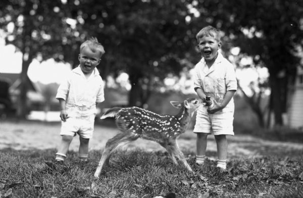 Two small boys at Point Henry Resort at Spider Lake are dressed in short pants and are feeding a fawn from a bottle.