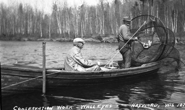 Two men in a wooden rowboat checking a fyke net on a northern Wisconsin lake. One man is standing, holding a fishing net full of walleyes.