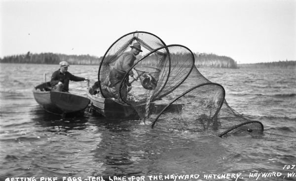 Two men, each in a wooden row boat, collect pike fish from a fyke net on a northern Wisconsin lake. One man is standing in his boat holding a fish net holding fish from the fyke net. They are collecting the eggs for the Hayward fish hatchery.