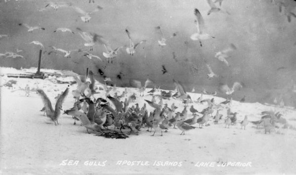A frenzy of gulls feeding on a pile of fish on one of the Apostle Islands, Lake Superior.