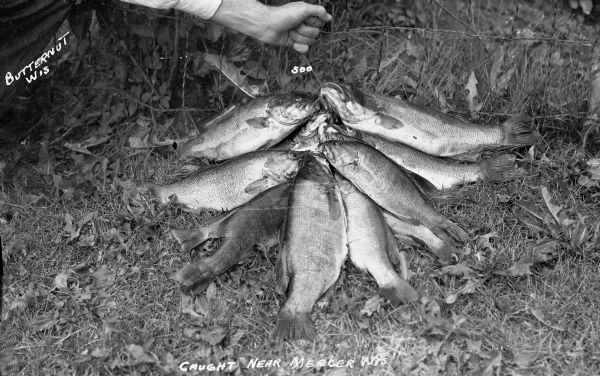 Man's hand holding a stringer of about eleven fish in the grass. It is labeled "Butternut Wis" and says "Caught near Mercer, Wis."