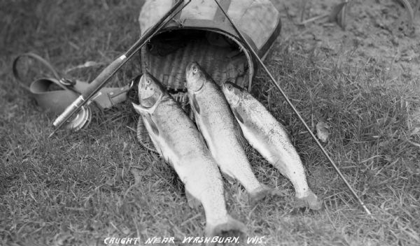View of three trout with a fishing basket (creel) and two rods laying on the ground. The trout were caught near Washburn.
