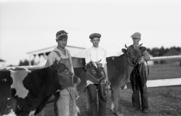 Three young men wearing hats, all 4-H members, stand with their bovines, steer which have short horns, at the Iron County Fair.