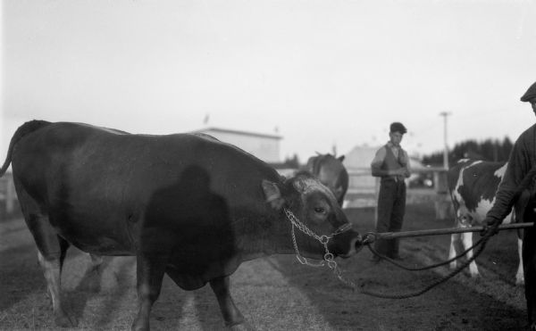 View of a bull at the Iron County Fair. The photographers shadow can be seen on the bull. Two men and two other cattle are visible on the right.