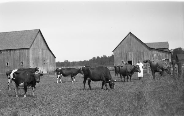 Woman and eight cows in a barnyard, with barns and farm outbuildings in the background in Iron County.
