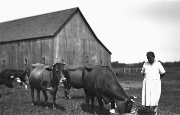 Woman wearing a dress standing in a barnyard next to a cow drinking out of a pail. Other cows and a barn are in the background.