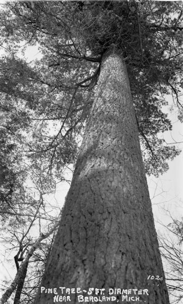 View looking up from the ground at the tree trunk of a five-foot diameter pine tree.