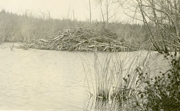View of a beaver lodge made with tree limbs along the edge of the water. This beaver lodge was located near Nature Lovers Paradise resort on Jackson Lake. Text describing this photograph says, "beaver house on our land."<p>Located within the Chequamegon National Forest, Jackson Lake is a 142-acre drainage lake with a navigable outlet channel to Namakagon Lake – which is a 3,227 acre drainage lake at the headwaters of the Namakagon River in Bayfield County, Wisconsin.</p>
