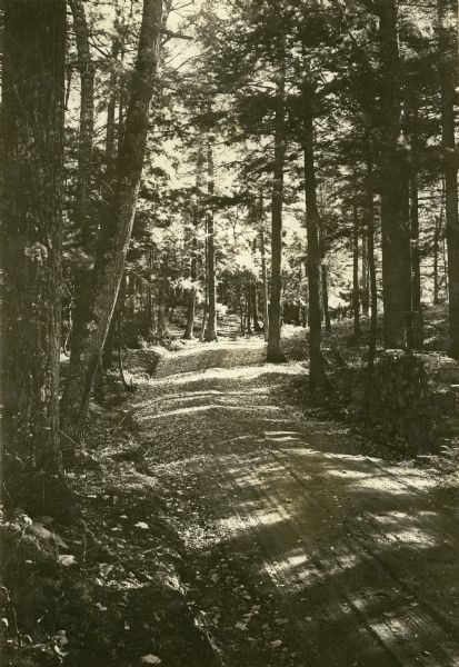 View of a dirt road leading through a forest. This is the driveway to Nature Lovers Paradise, a resort on Jackson Lake. The text below the photograph says, "This is the auto driveway thru our beautiful native timber. We have 80 acres of timber like this for our guests to explore around in."