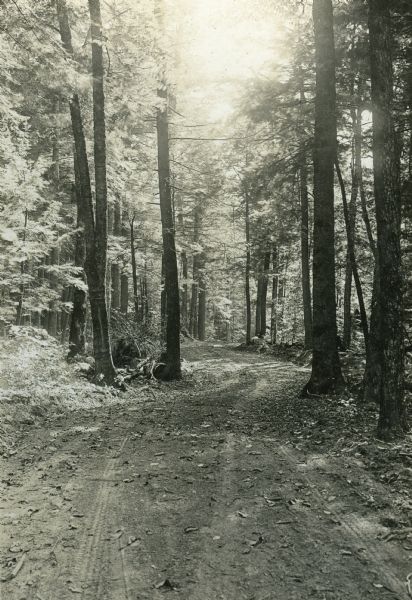 View of a dirt road leading through a forest. This is the driveway to Nature Lovers Paradise, a resort on Jackson Lake. The text describing the photograph says, "This is the auto driveway thru our beautiful native timber. We have 80 acres of timber like this for our guests to explore around in."