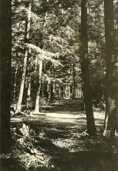 View of a trail through the forest on land owned by Nature Lovers Paradise resort on Jackson Lake. The text describing the photograph says, "The trail leading to our maple grove, where each spring we make absolutely pure maple syrup which we serve on our table, and some of which we also sell. It takes FIFTY gallons of maple sap to make ONE gallon of syrup – very hard work but mighty good stuff when its made.<p>MAPLE SYRUP – This is absolutely pure and unadulterated syrup, home-made in clean and sanitary utensils in the kitchen of our home; from the sap of maple trees in our big timber on the grounds of the summer resort which we operate. This syrup weighs eleven pounds per gallon. PRICES: Quart -- $1.50, Half Gallon – 2.75, Gallon – 5.00. We gladly fill mail orders for one gallon or more.  Also we have light-housekeeping lake shore cottages for rent by the week.  Correspondence invited. NATURE-LOVERS PARADISE, Grandview, Wisconsin."</p>
