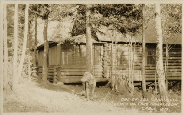 A dog stands in front of a single-story log cabin with a screened front porch. The cabin is perched on the side of a slope, and the supports can be seen under the cabin on the right.