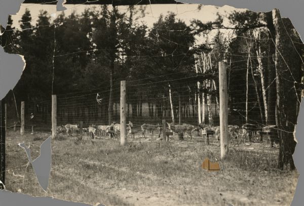 A deer park in Wisconsin. The deer are confined behind a high wire fence. Large trees are in the background.