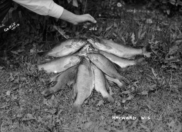 View of a pile of fish on a stringer lying in the grass, these fish may have been caught on Lake Namakagon. A person's hand appears at the top, holding the stringer.<p>On the negative, three different towns have been written and others erased. This way the same negative could be used for postcards from several different towns.