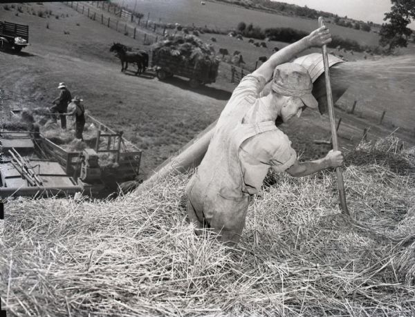 View of a farmer from top of straw stack. The man uses a fork to push down the straw as more is being blown onto the pile from a thresher. More men in working clothes stand on a wagon loading oat straw onto the thresher in background below. Another horse-drawn wagon loaded with oats is in the background near a fence and a field.