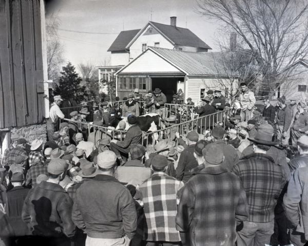 Elevated view of a livestock auction. Men and young boys stand around a cattle pen viewing a cow at a livestock auction. The men are dressed in hats and cold weather attire. A farmhouse is visible in the background and the corner of a barn can be seen to the left.