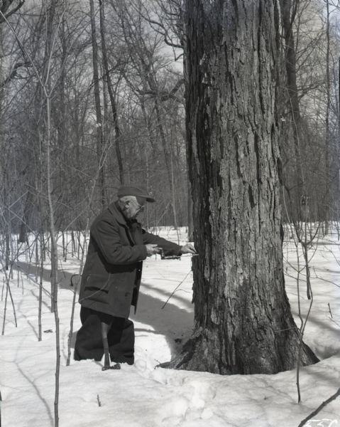 Harvey Blue standing in the snow and drilling a hole in a tree for maple syrup using a hand-drill. There is an axe resting in the snow next to him. Image taken off of Old Highway 10, now Highway 96, in Outagamie County, between Dale and Medina.