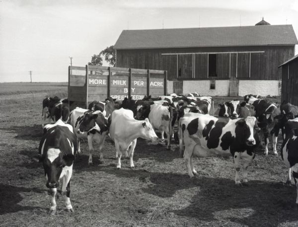 Barnyard full of black and white dairy cattle. An open field and barn are visible in the background. A feed trough behind the cows reads, "More Milk Per Acre by Green Feeding."