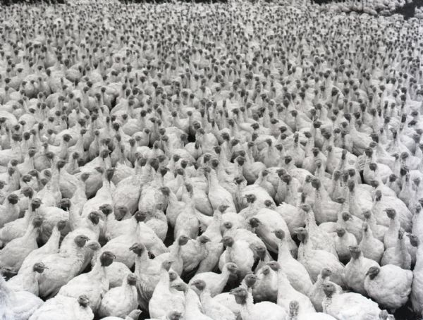 View of thousands of turkeys at a turkey farm.