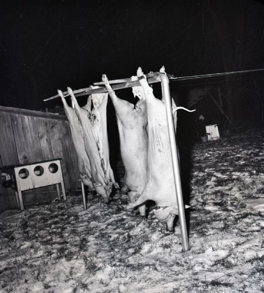 Four dead hogs hang from a pole outside at night ready for butchering. The hogs hang with their heads facing the ground and their bellies and throats slit. Snow and grass cover the ground.