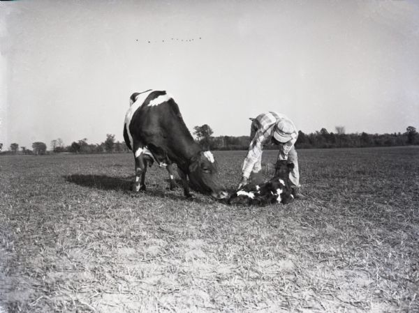 A farmer helps a newborn calf in a field. The farmer is bending over the calf while the mother cow watches.