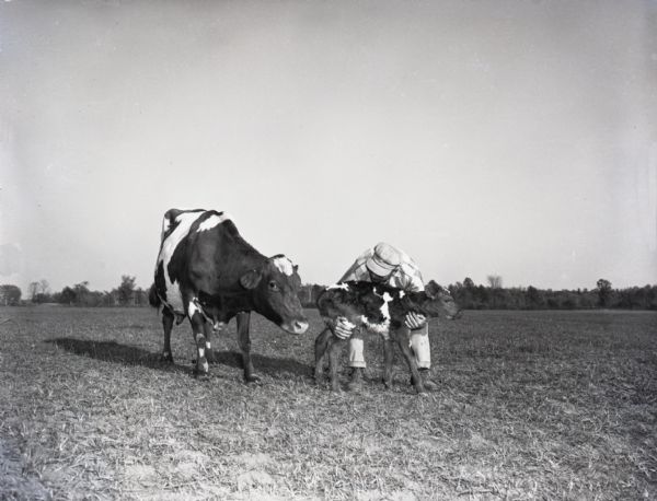 A farmer cradles and lifts a newborn calf to its feet in a field while the mother stands nearby.
