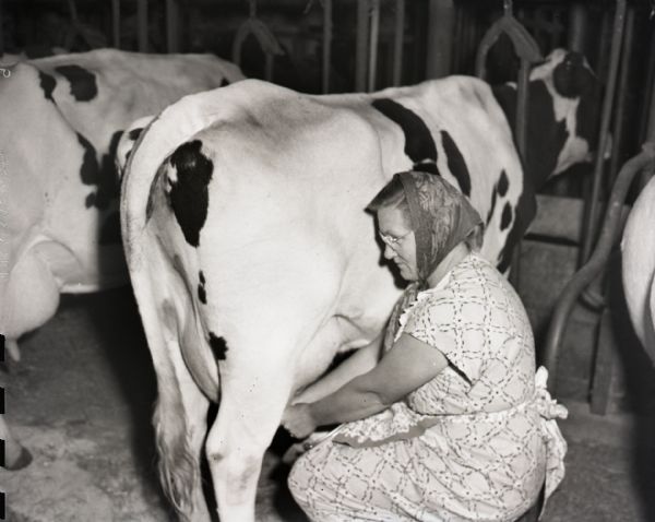Woman Milking Cow By Hand Photograph Wisconsin Historical Society