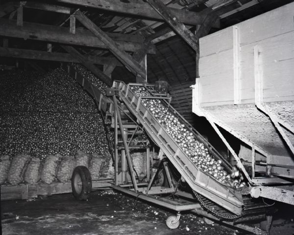 A conveyor belt transports thousands of onions from a wagon to a large pile in a storage building. A row of bags of onions lines the bottom of the onion pile.