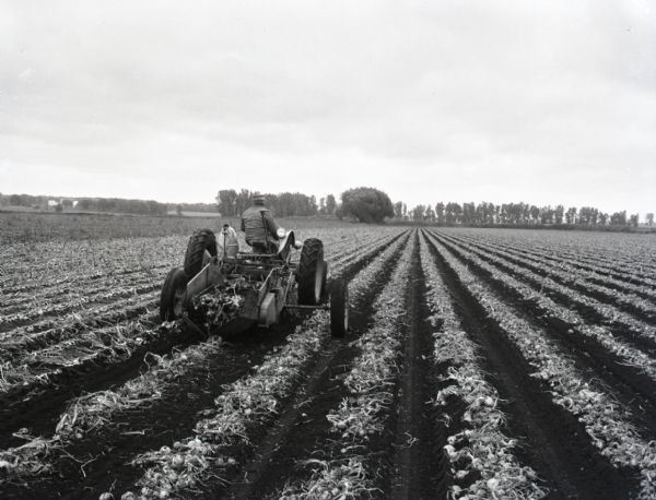 A farmer drives a tractor through a field harvesting onions.