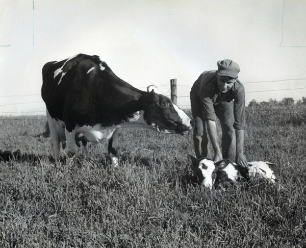 A farmer bends over a young calf in a field. The calf lays at the farmers feet, partially obscured by the long grass. The calf's mother stands nearby looking at the farmer.