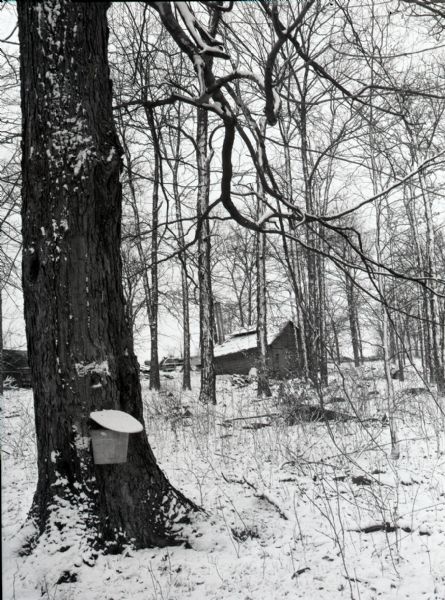 View of a tapped Maple tree collecting sap in a covered bucket. The forest is covered in snow, and a small cabin is in the background.