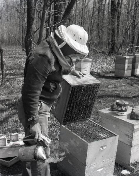 Robert E. Bodoh checks on the condition of a hive by opening it using smoke to calm the bees. Bodoh wears a protective hat with mesh veil. Several other hives are in the background.
