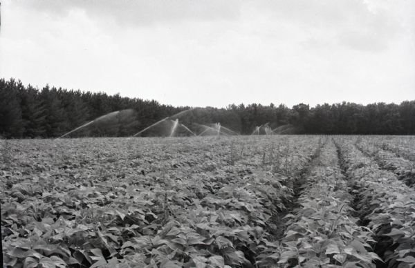 View of sprinklers irrigating a field of beans(?). The field is lined by pine trees in the background.