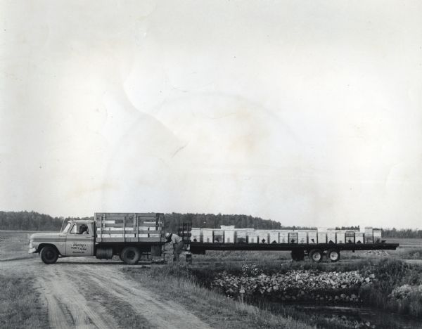 Side view of a truck and flatbed trailer transporting beehives at Henry's Honey Farm. The truck is parked on a road among an open fields lined by trees. The man seated in the cab of the truck, and another man examining the trailer-hitch, wear protective hats.