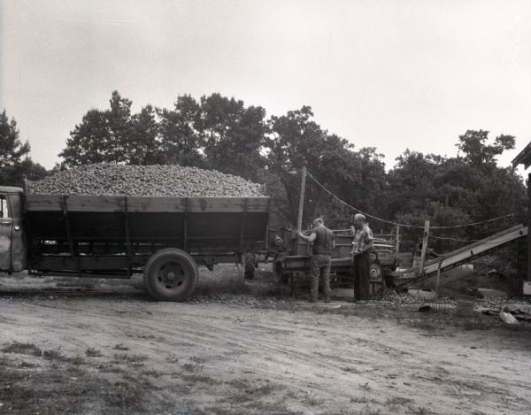 William Burchart and Herman Novak unload potatoes from a truck at Frito-Lay Potato Corporation. The potatoes are being dumped from the back of the truck into a sorting machine and up a conveyor belt.
