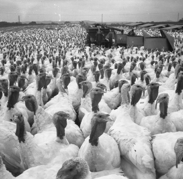 View of a flock of turkeys at a turkey farm. A worker can be seen pouring feed into large feed-buckets using a machine. The text on the side of the feed-buckets reads, "Warner Turkey Feeder."