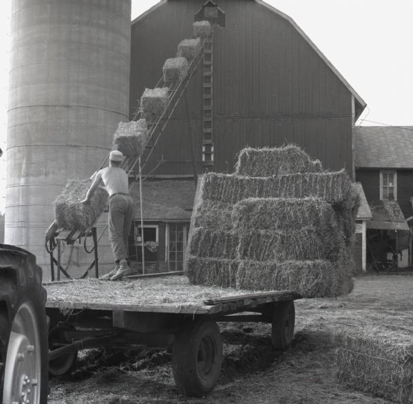 Fred Stocker loads bales of hay from the back of a flatbed wagon onto a conveyor at his farm. The large bales march up the conveyor to the opening near the roof of the barn.