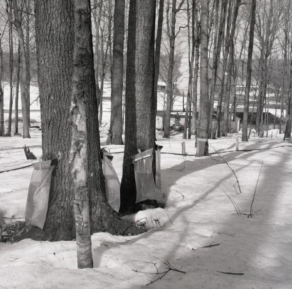 Sap bags are hanging on Maple trees in a snow-covered woods. In the background through the trees is a building with smoke billowing from the chimney.