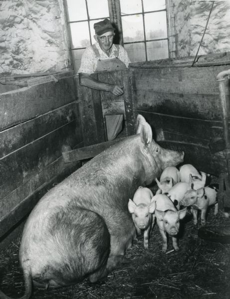 A farmer inspects a sow and litter of six piglets in a pigpen.

