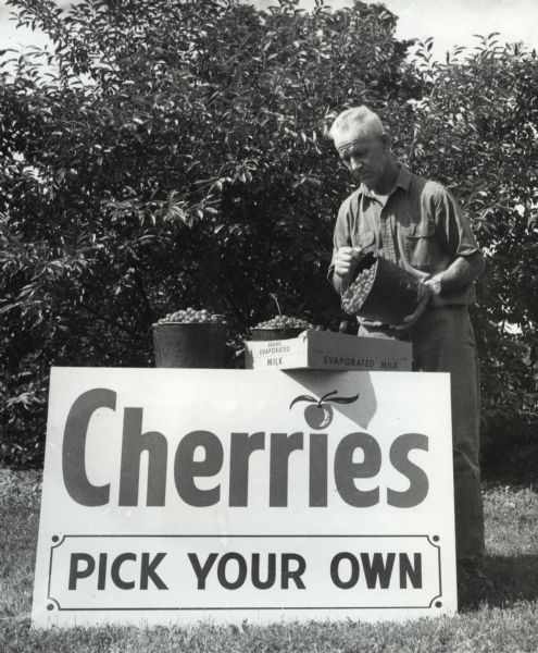 A man pours a large pot of freshly picked cherries into an evaporated milk carton. The carton rests on a sign reading, "Cherries, Pick Your Own." Cherry trees are visible behind him.