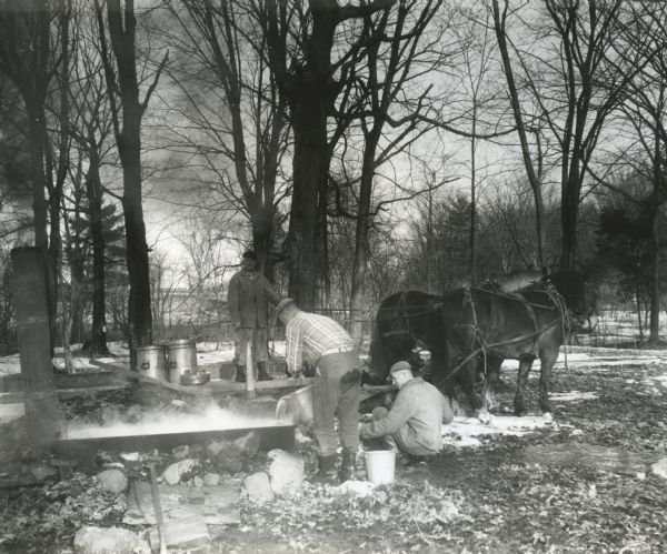 Three men hauling maple sap to an outdoor, wood-burning stove using two horses. One man is standing and holding the reins to the horses while the other two men are pouring sap into a large, rectangular trough. Snow and leaves are on the ground in the forest clearing.